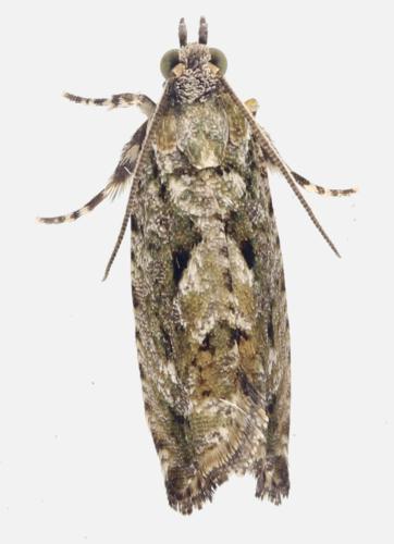Réf. 325 054 : Zeiraphera isertana